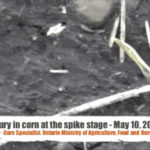 Frost Injury in Corn at the spike stage Frost Injury in Corn at the spike stage