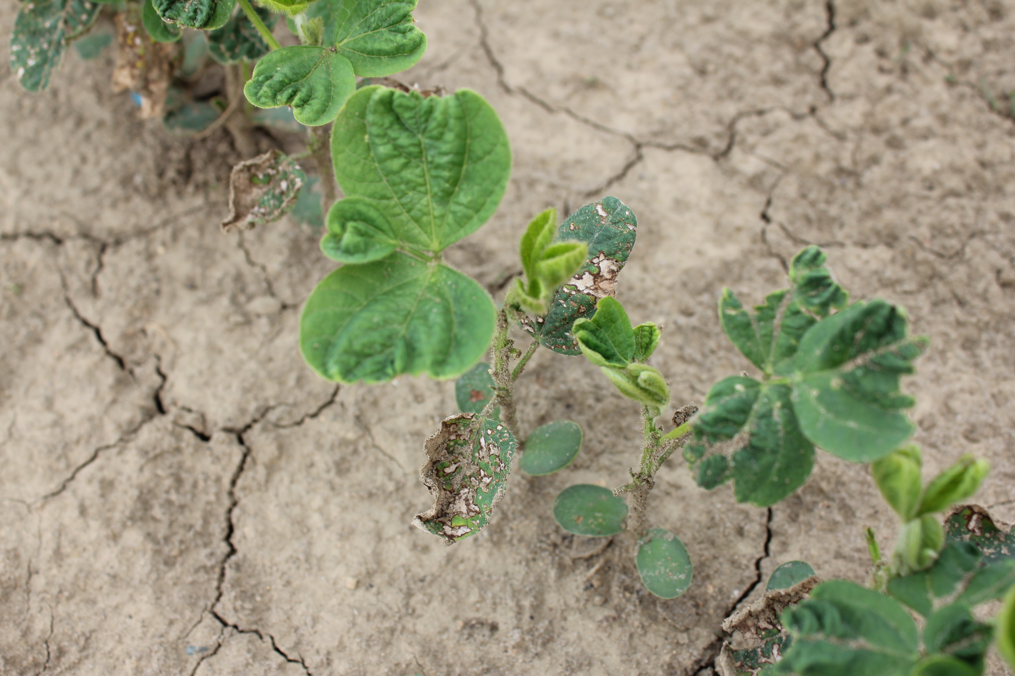 Herbicide Injury Scenarios in Soybeans and Edible Beans 2011 | Field
