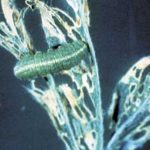 Alfalfa Weevil Alfalfa Weevil