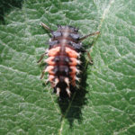 Cereal Aphids Found in Wheat - Should You Be Concerned? Cereal Aphids Found in Wheat - Should You Be Concerned?