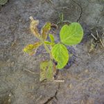 metribuzin injury in soybean, June 14, 2012