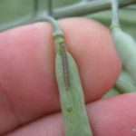 Diamond Back Moth