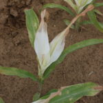 Injury caused by a post emergent application of isoxaflutole/atrazine without the crop safener