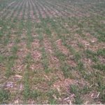 Wheat_starter