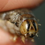 Tracey is Back and So are Winter Cutworm Tracey is Back and So are Winter Cutworm