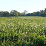 2012 Forage Crops Seasonal Summary 2012 Forage Crops Seasonal Summary