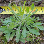 Canada fleabane size on May 24th, 2011. This is beyond the ideal stage to effectively manage with either herbicides or tillage.