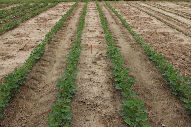 2,4-D Ester injury to soybean at the back compared to the unsprayed front.