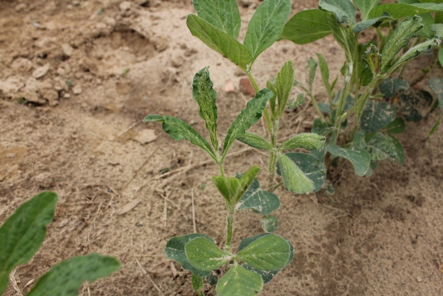 Typical 2,4-D injury symptoms to a trifoliate soybean leaf.