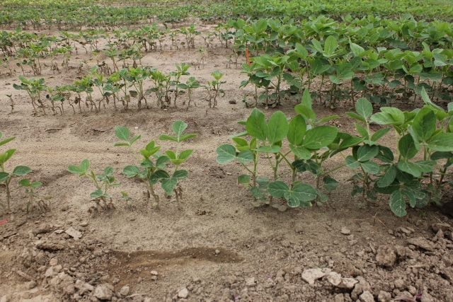 Stunting caused by a post emergent application of bromoxynil/MCPA (left) compared to the untreated area (right).