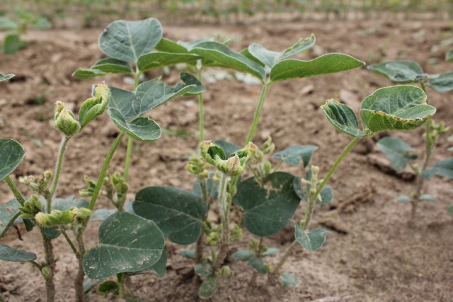 Leaf cupping caused by low rates of dicamba