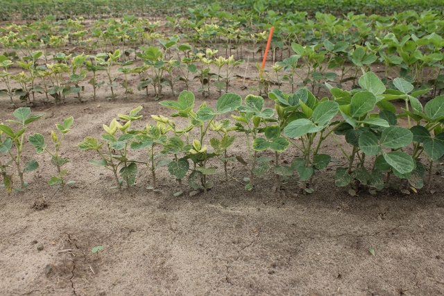 Stunting and bleaching casued by a sprayer contamination of VIOS G3 applied postemergent to soybean.