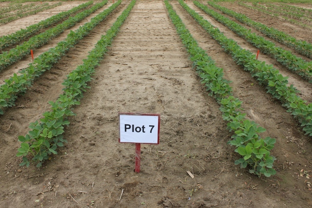 Pre-Plant applications of two cereal herbicides. Infinity (left) and Refine SG (right).