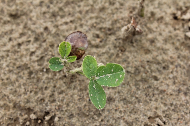 The above photo shows remenants of severe necrosis (cotyledon) caused by saflufenacil and then new trifoliate growth.
