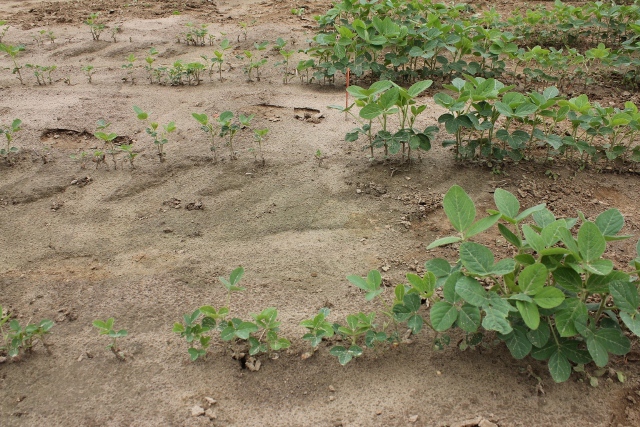 Severe stunting caused by Optill (left) compared to the untreated check (right).