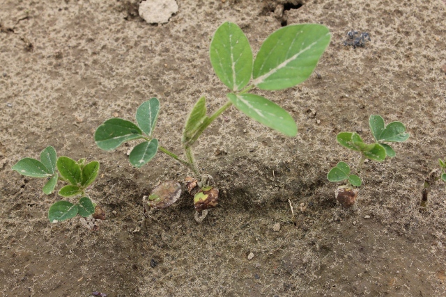 The saflufenacil portion of Optill will cause leaf necrosis that burns back most of the green tissue, but when the growing point is not affected new tissue will re-grow but the plant is significantly set back