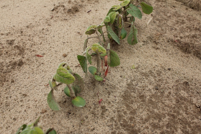 Stunting, yellowing and leaf distortion caused by "SU" (group 2) herbicides.