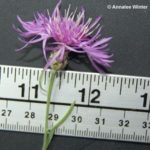 Knapweed