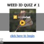 Weed ID quiz