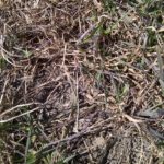 Assessing Forage Stands for Winter Survival Assessing Forage Stands for Winter Survival