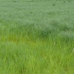 Forage Options When Alfalfa Winterkill Strikes Forage Options When Alfalfa Winterkill Strikes