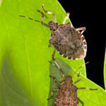 Watch for this Stinker this Summer - Brown Marmorated Stink Bug