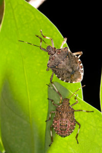 Brown marmorated stink bug adult (Photo Credit: Stephen Ausmus, USDA-ARS)