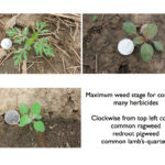 Can I Apply Post-Emergent Herbicides to Soybeans Before the 1st Trifoliate Stage?