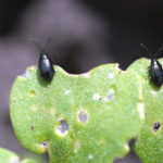 Flea Beetles in Canola taking a Bite out of Stands Flea Beetles in Canola taking a Bite out of Stands