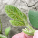 Soybean aphids colonizing on V stage soybeans
