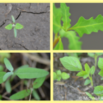 Quiz 6: Weed Identification in 3-leaf tip Corn Quiz 6: Weed Identification in 3-leaf tip Corn