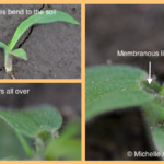 Weed Identification: Grass Seedlings Weed Identification: Grass Seedlings