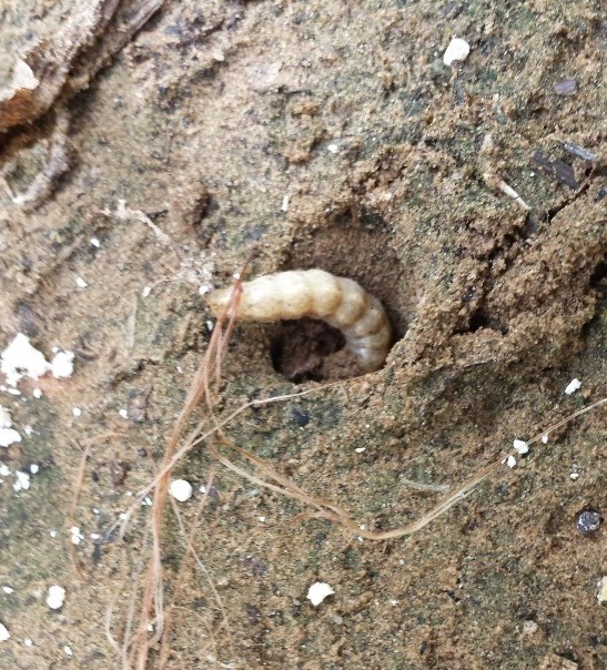 Figure 4. Sixth instar WBC larvae burrowing into soil, Bothwell, ON. Sept. 12, 2013. Photo credit: Jen Bruggeman, University of Guelph Ridgetown Campus. 