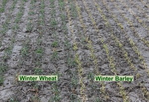 Winter Wheat Barley