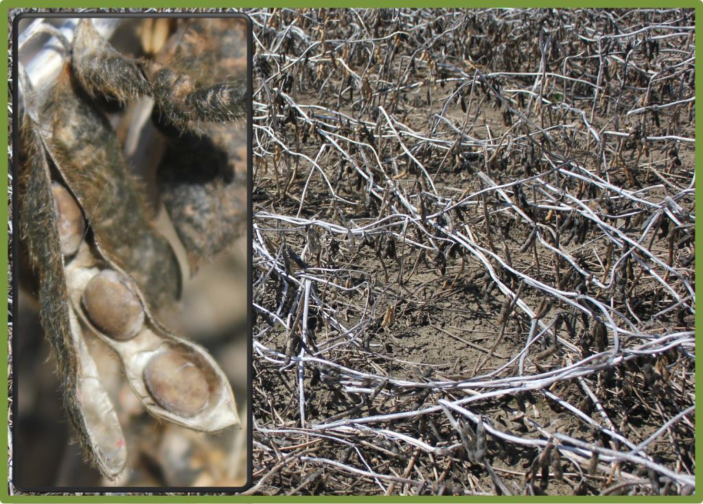 Figure 7 - Overwintering soybeans