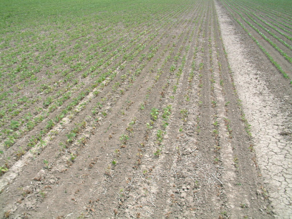 Glyphosate drift from a RR soybean field (right) onto a neighbouring non RR variety (left).