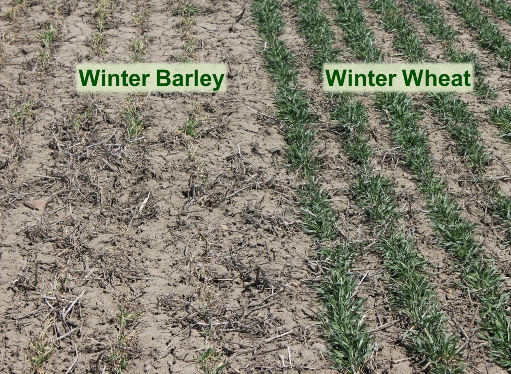 Figure 4 - Winter barley