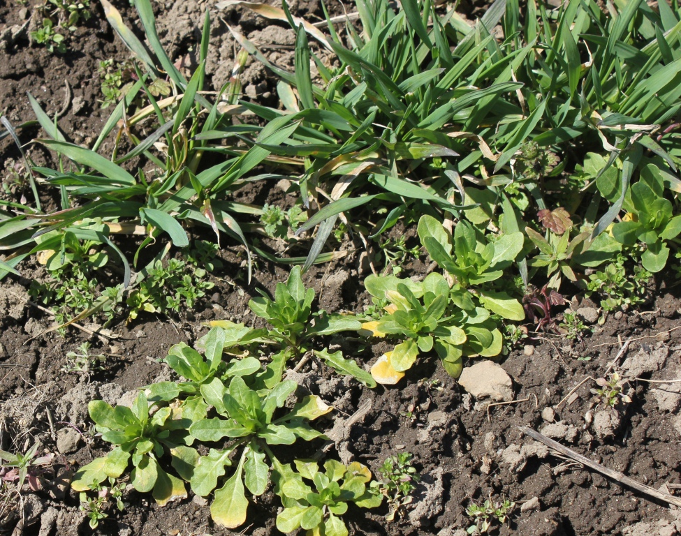 Figure 5 - Winter annual weeds in wheat