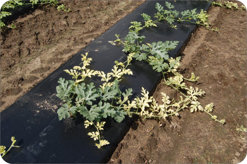 Spray drift from a bleaching herbicide onto Melons.