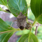 Brown Marmorated Stink Bug (H. Fraser, OMAFRA)