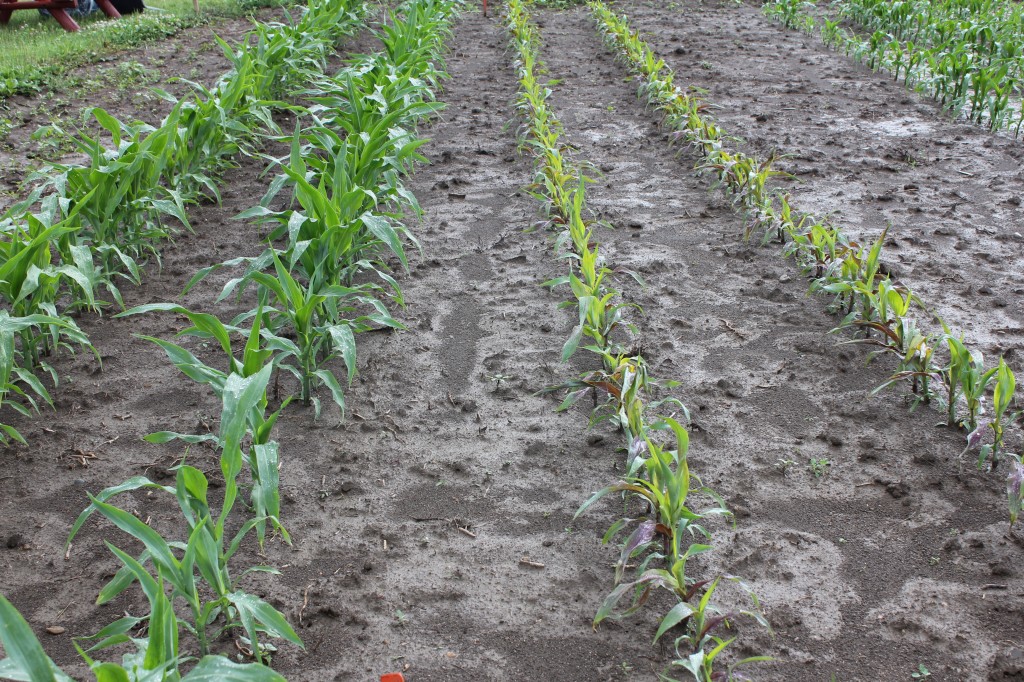Response of an Enlist corn hyrbid (left) and a glyphosate/glufosinate tolerant hybrid (right) to an application of Assure II. 