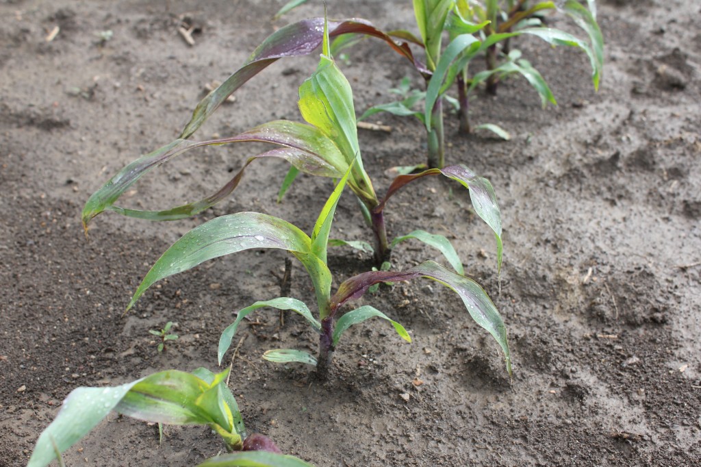 How corn normally responds to an application of Assure II (quizalofop-p-ethyl) at 10 days after application.