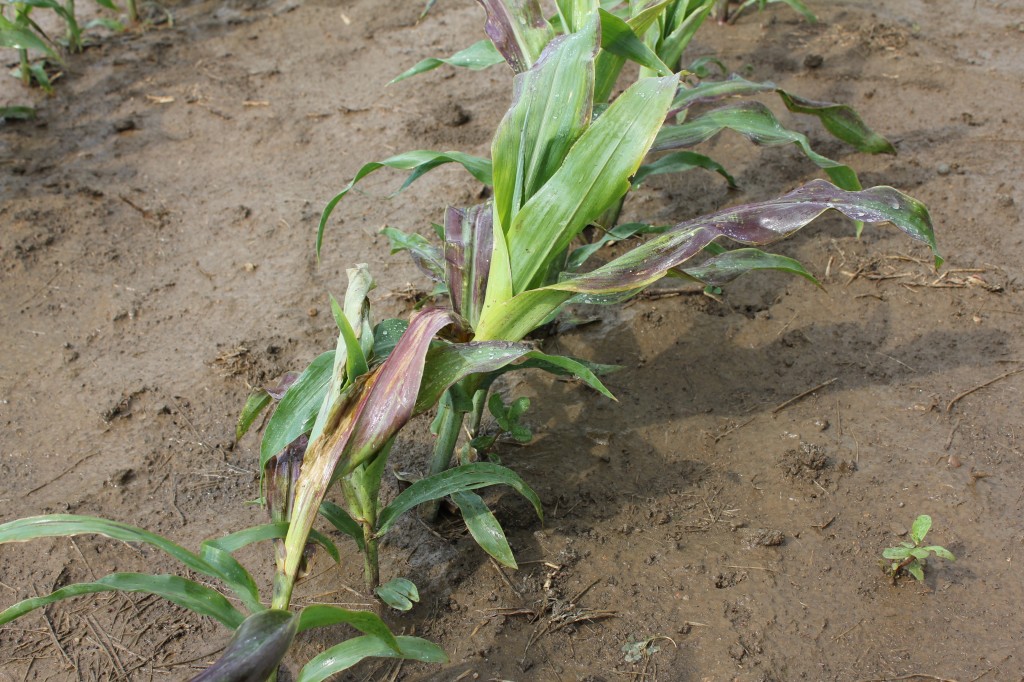 A closeup of "group 1" herbicide activity on corn.