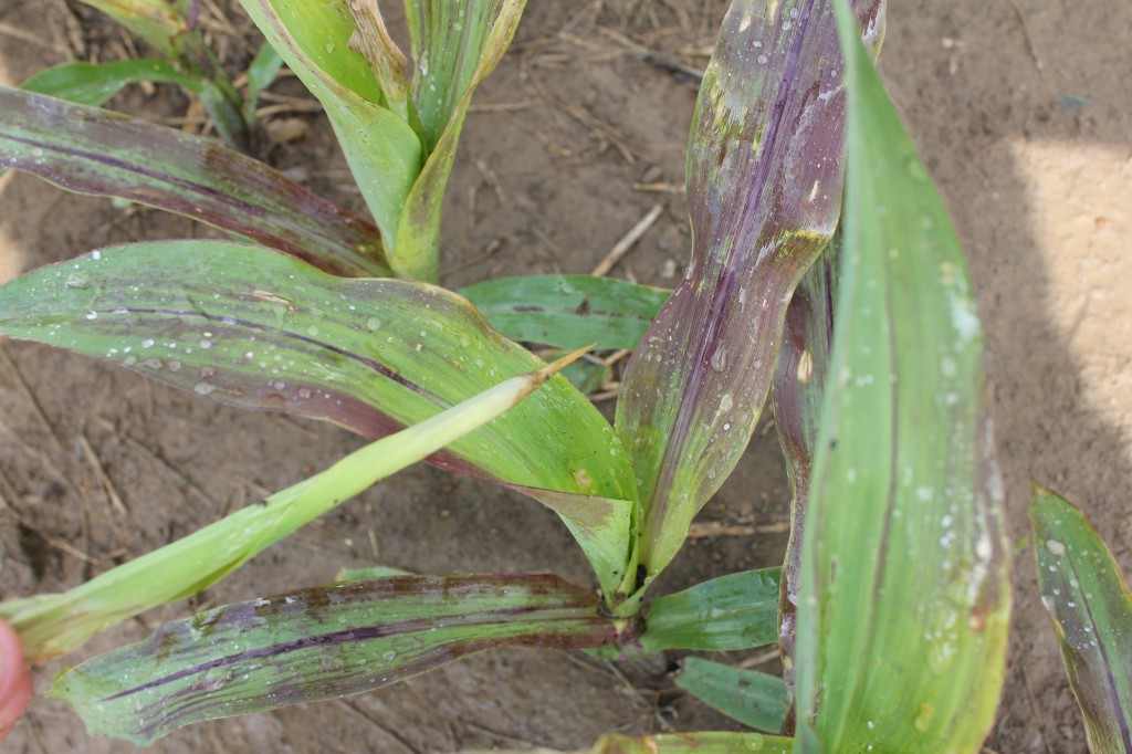 The tell-tale sign that a group 1 herbicide has been effective at killing a volunteer corn plant - the whorl is easy to pull out, the tip is brown and smells of rotting corn.