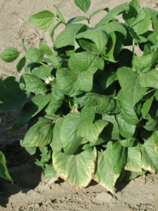 LEAF SYMPTOMS OF ROOT ROT IN DRY BEANS