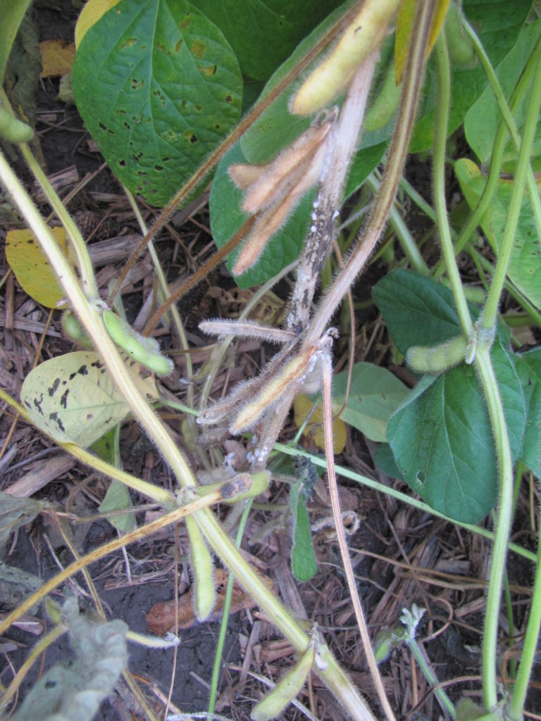 White mould was present at 2 of the 3 research sites in 2014