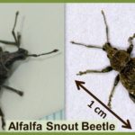 Alfalfa Snout Beetle
