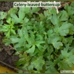 Celery-leaved buttercup