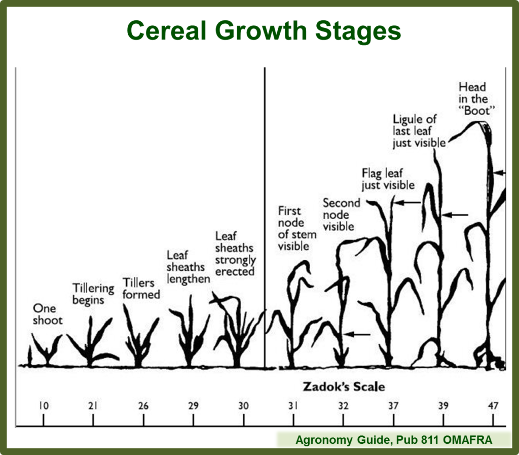 Cereal Growth Stages Field Crop News