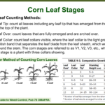 Corn Leaf Stages